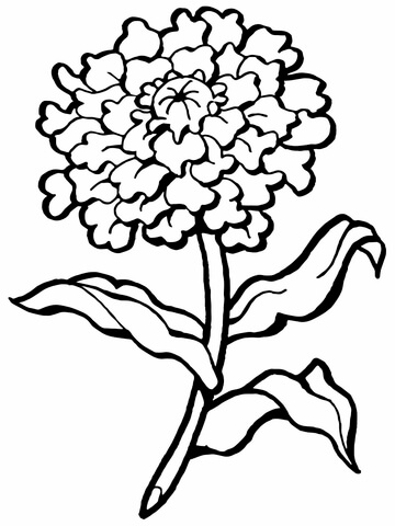 Carnation Flower Coloring Page